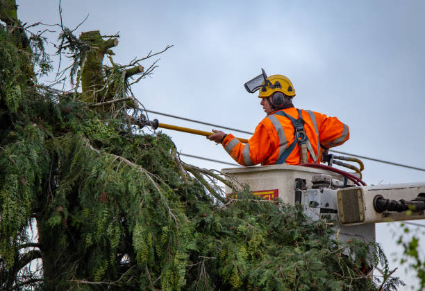 Best Arborist Consultation Services  in Belgrade, MT