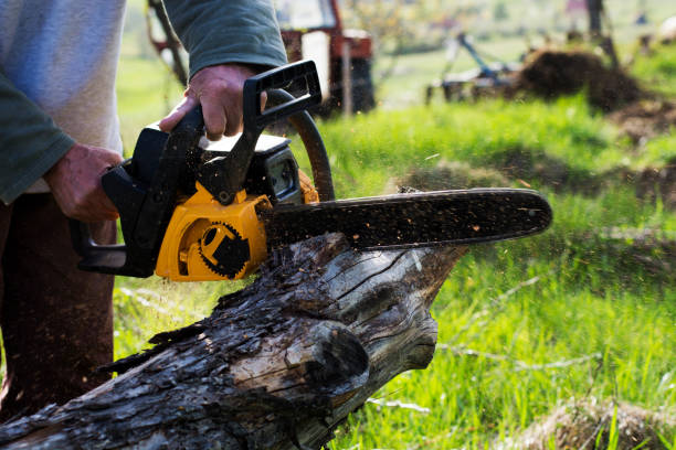 How Our Tree Care Process Works  in  Belgrade, MT